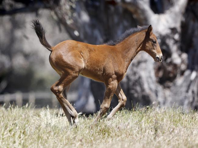 Viddora’s one-month-old foal at Yulong. Picture: Michael Klein