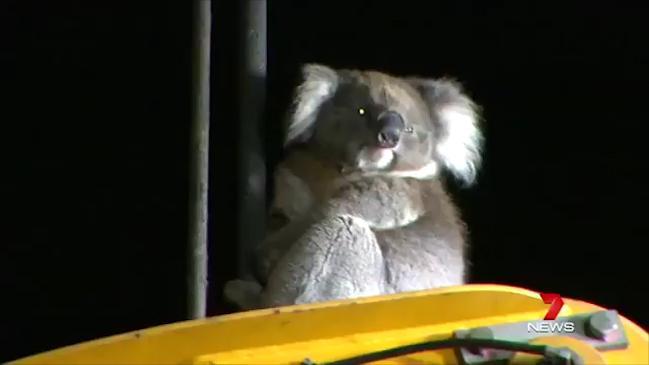  Curious koala rescued