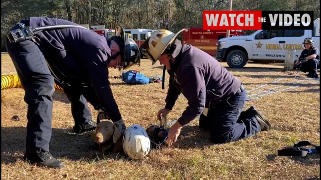 Moment dog pulled out of 4m deep hole