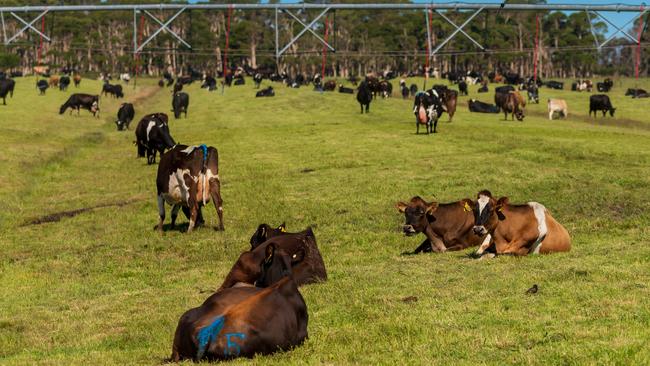 Some of the Morgan-French’s cattle. Picture: Phillip Biggs