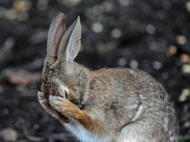 Comedy Wildlife Photography Award Finalist: A rabbit holds its head. Picture: Dan Friend / CWPA / Barcroft Images