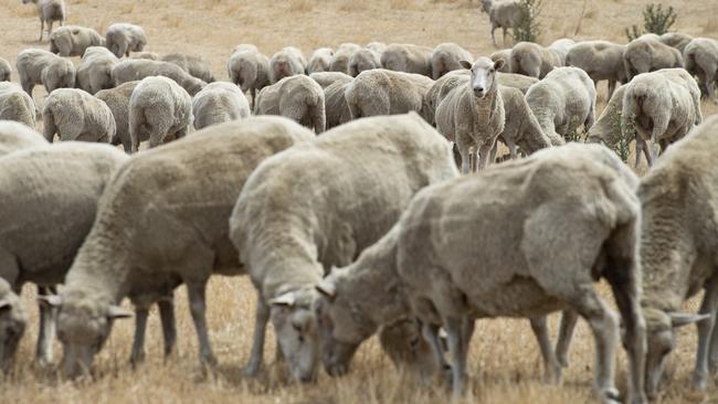 Mikael and Steven Freckleton run sheep and goats on their property in northwest Victoria. Picture: Zoe Phillips