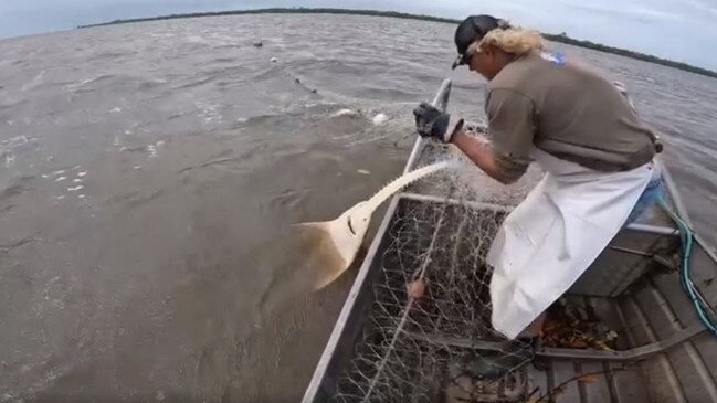 A sawfish captured in a Northern Australian gillnet. Picture: NESP Marine and Coastal Hub