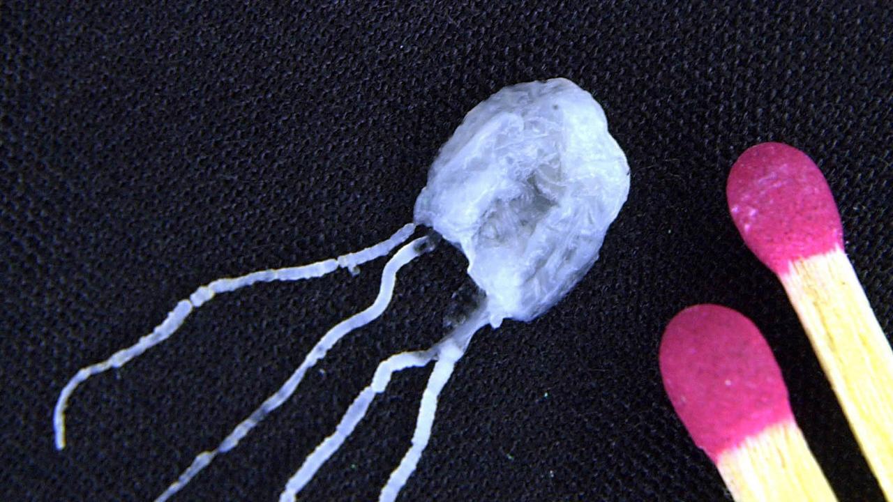 A tiny but fully grown deadly irukandji jellyfish lies next to match sticks for size comparison.