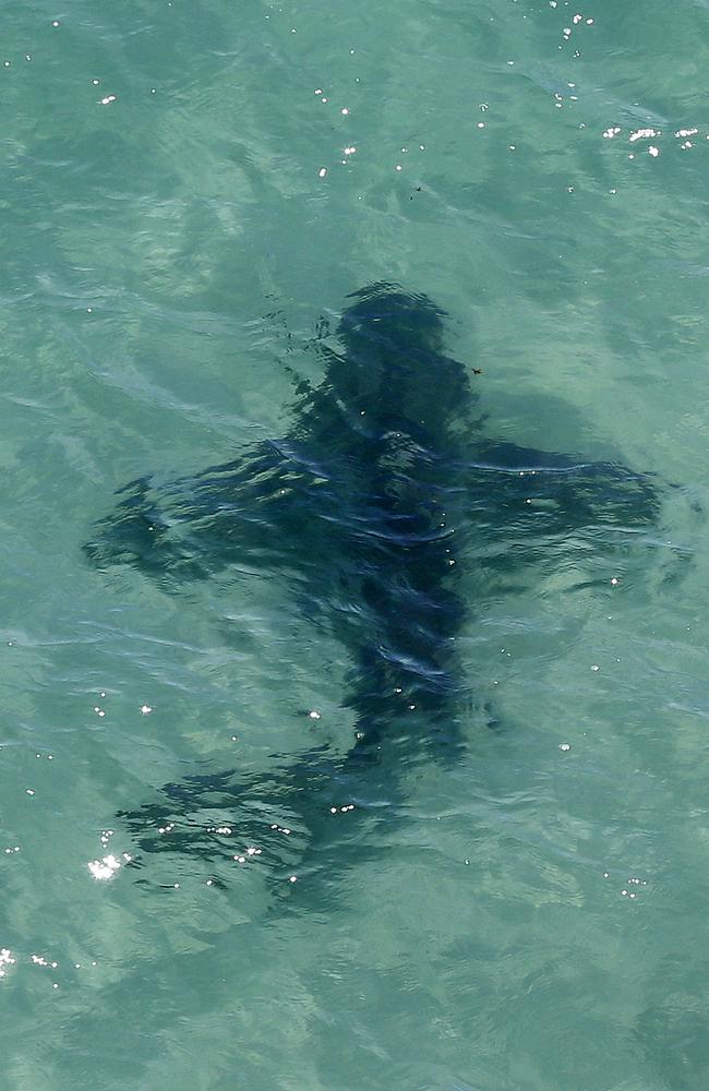 A shark spotted during beach patrols. Picture: Sarah Reed