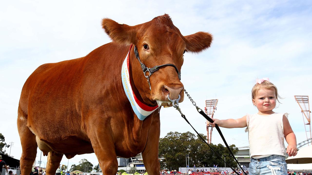 Ivermectin is more commonly used to treat cows and horses. Picture: Toby Zerna