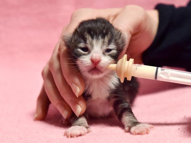 MELBOURNE, AUSTRALIA - OCTOBER 28TH, 2022: The Cat Protection Society is in desperate need of foster carers who can supplement feed their neonate kittens. One week-old kitten being fed. Picture: Nicki Connolly