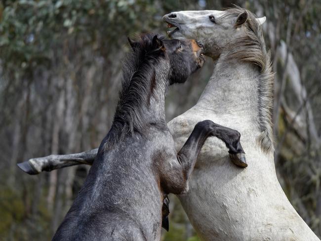 The famous herd of horses dubbed the “Grey Mob” will be saved. Picture: Paul McIver