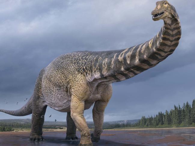 The giant of the Outback has been identified as a new dinosaur genus and species – Australotitan cooperensis, the Southern titan! This dinosaur is a new gigantic titanosaur, a plant-eating dinosaur group that represent the largest animals that walked on earth.  It reached a similar size to the world’s dinosaur giants found in South America, marking Australia’s first entry into the world’s dinosaur giants