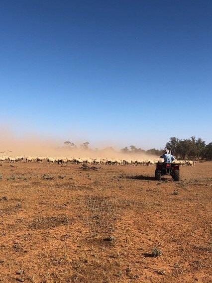 At work on the Lawrences’ farm. Picture: Supplied