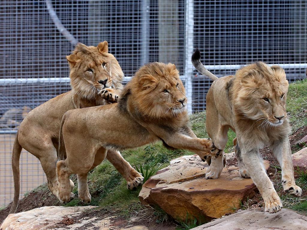 The lion brothers play with each other at their new home. Picture: Toby Zerna