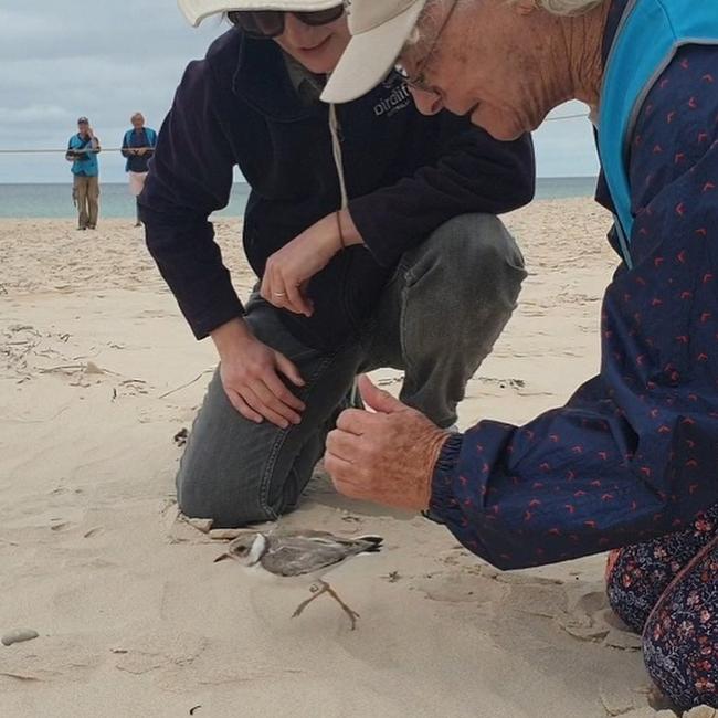 BirdLife Australia volunteers releasing a hooded plover back onto the beaches of Onkaparinga. Picture: Kerri Bartley