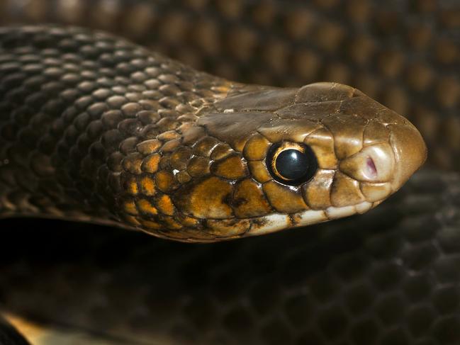 KIDS NEWS: Close up of an eastern brown snake. Picture: supplied/Loredana Smith