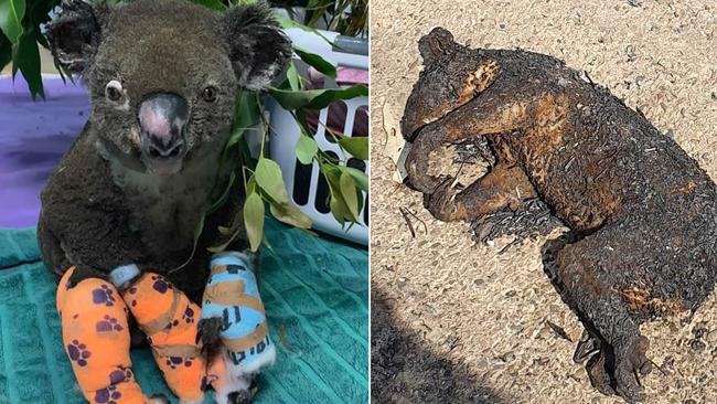 Horror images of injured and charred koalas have stunned the world. Picture: Supplied