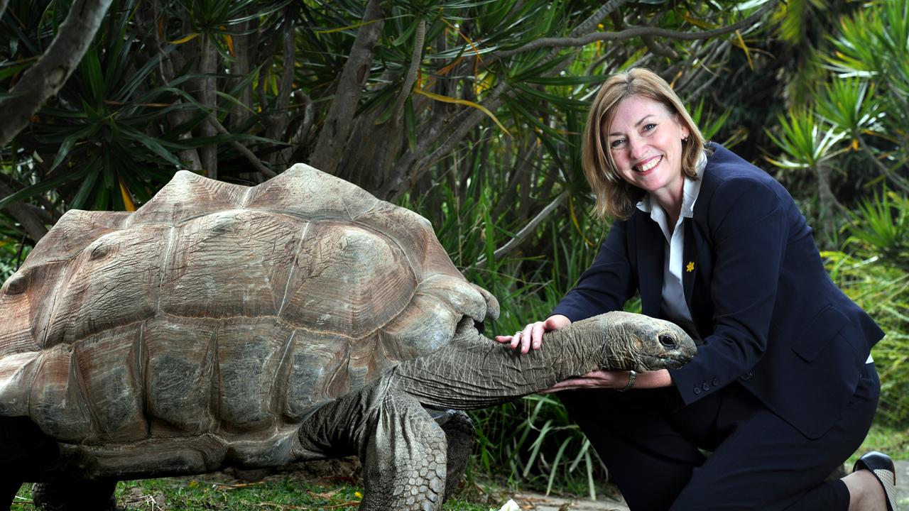 Zoos SA chief executive Elaine Bensted meets zoo resident "Tati" the giant Aldabra tortoise on her first day on the job.