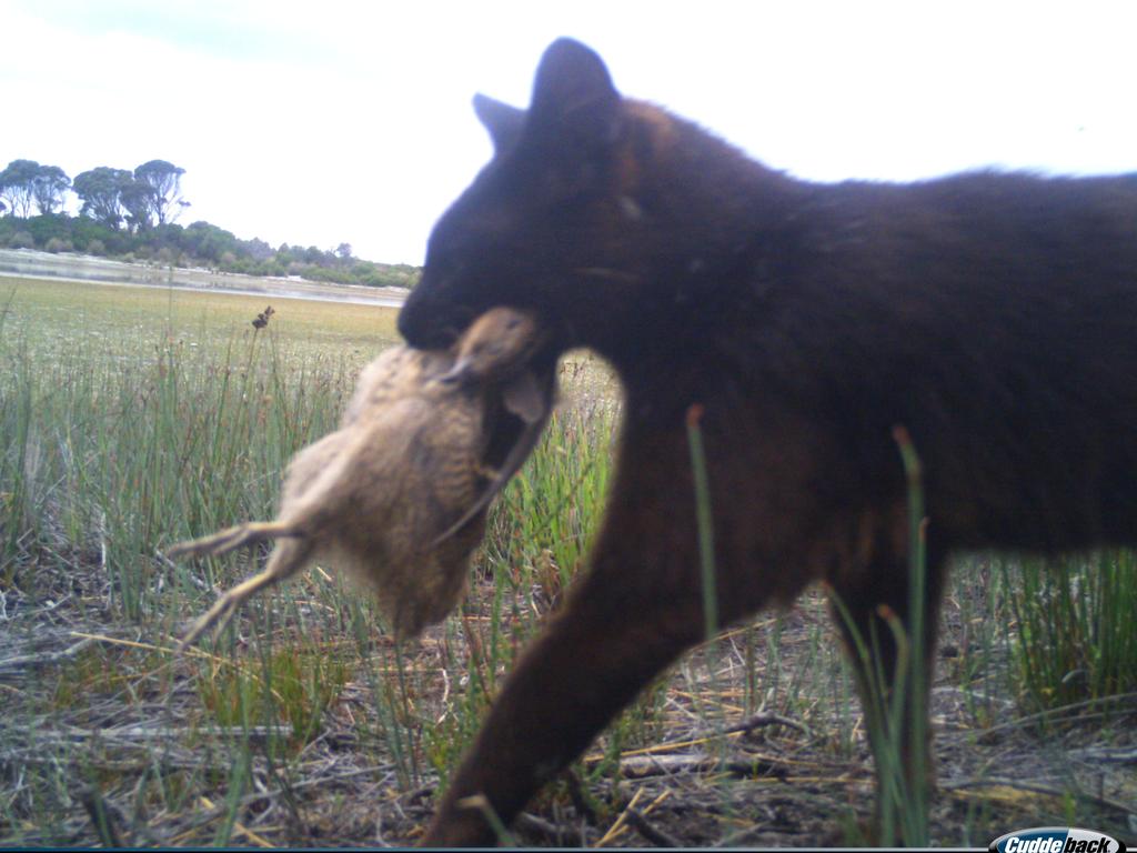 A feral cat on lungtalanana after killing a native water bird. Photo: Tasmanian Aboriginal Centre. JPG