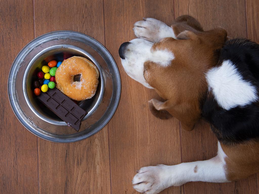 Dogs will often eat anything, including items that will make them sick.