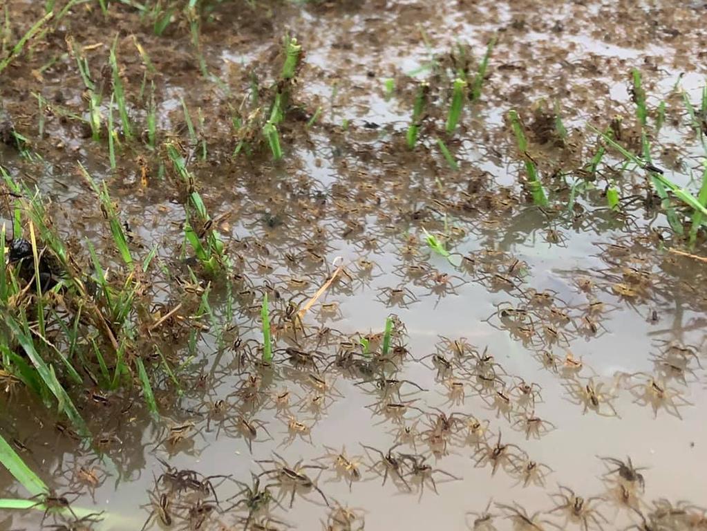 Spiders at Kinchela Creek escaping floodwaters. Picture: Matt Lovenfosse