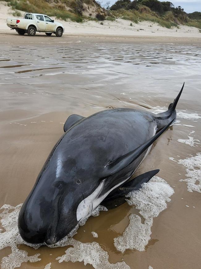 A baby pilot whale stranded on Ocean Beach near Macquarie Heads at Strahan. Picture: Huon Aquaculture