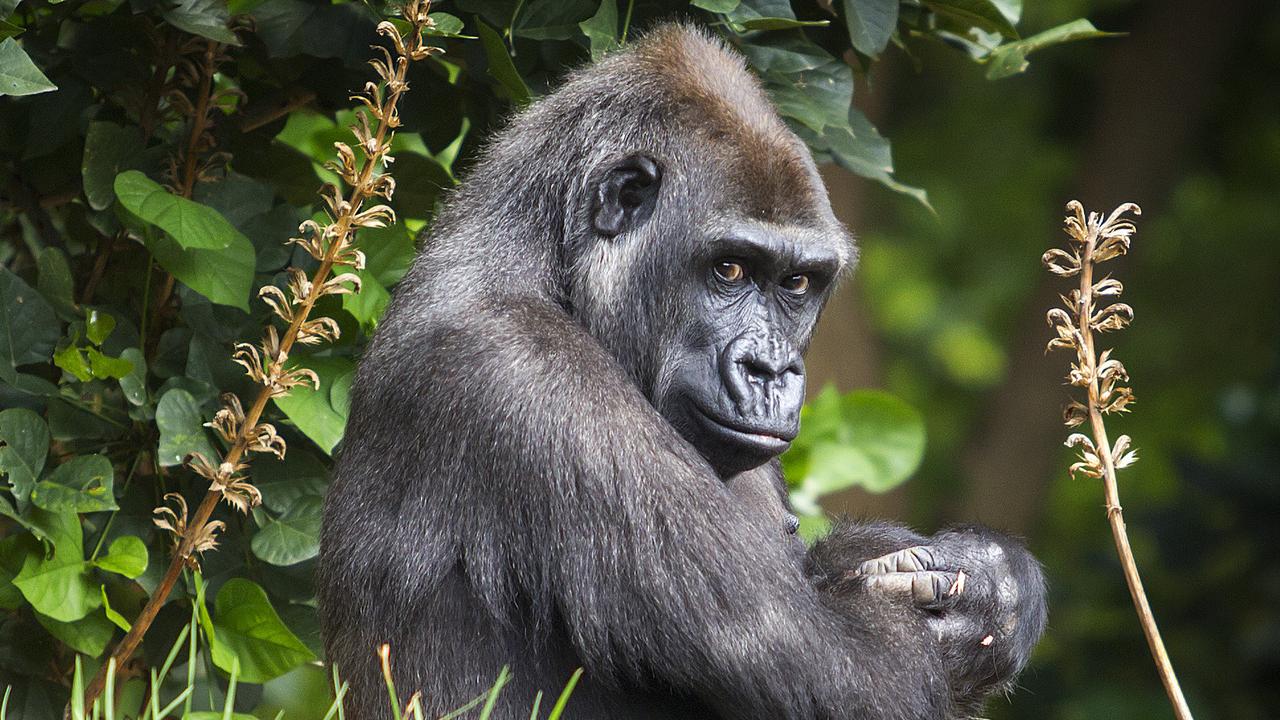 Melbourne Zoo investigates sudden death of beloved gorilla Kimya