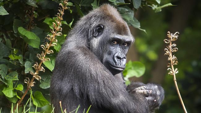 Western Lowland Gorilla Kimya is due any day (or night) now, expected to deliver some time before March 15th.  Gorilla Keepers yesterday eaves dropped on KimyaÕs baby and managed to record the amazing sound of its heartbeat.  Picture: Sarah Matray