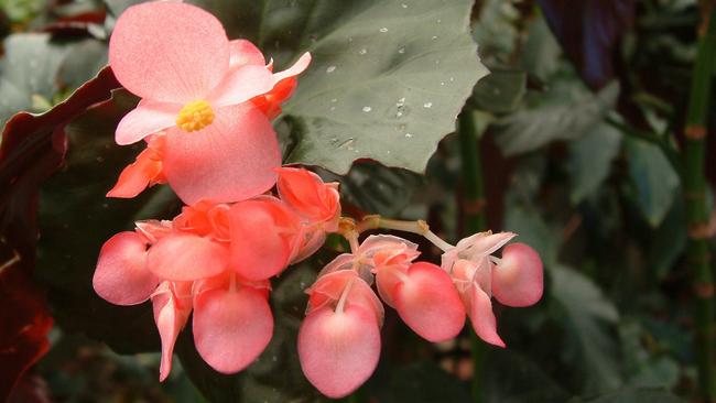 f28garden. Begonia. Gardening Jan 2015