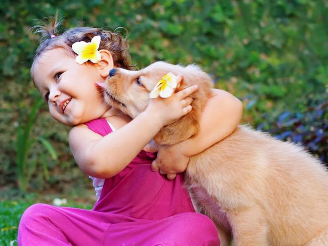 SMART Daily. Pets. Funny photo of happy baby hugging beautiful golden labrador retriever puppy. Girl play with dog. Family lifestyle, positive emotions of children fun games with home pet on summer vacation. Picture: iStock