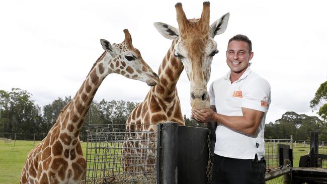 Chad Staples, from Mogo Wildlife Park, feeding the giraffes a year after the New Year's Eve bushfires threatened the park and its animals. Picture: Jonathan Ng