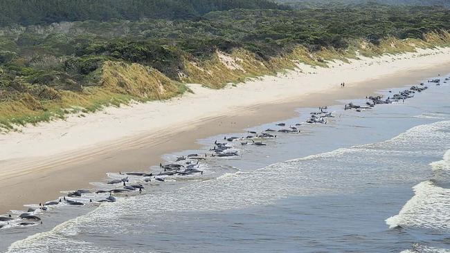 An aerial view of a mass whale stranding at Ocean Beach on September 21, 2022 in Strahan. (Photo by NRE Tas via Getty Images)