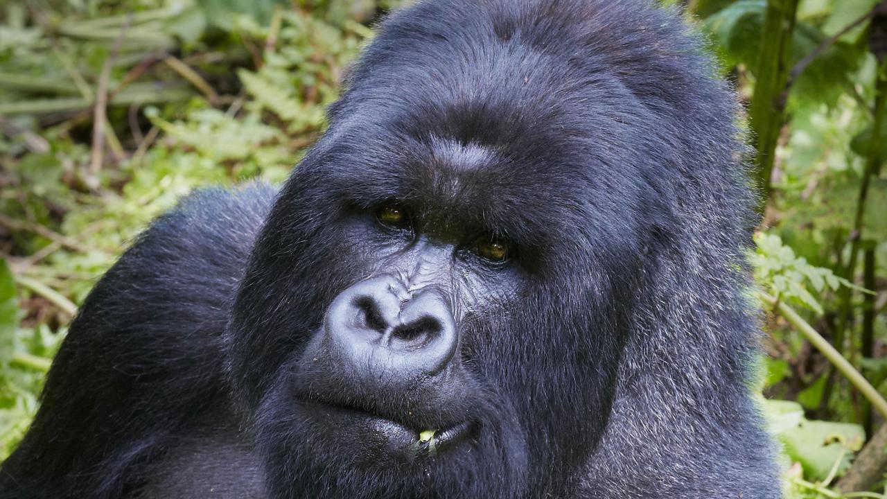 Why the gorilla on our back determines the way we spend | news.com.au ...