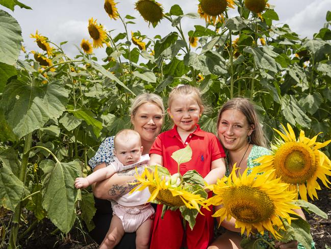 At Lilyvale Flower Farm picking sunflowers are (from left) Ellie-Mae Read, Steph Read, Scarlett Cox and Jess Ellem, Sunday, February 2, 2025. Picture: Kevin Farmer