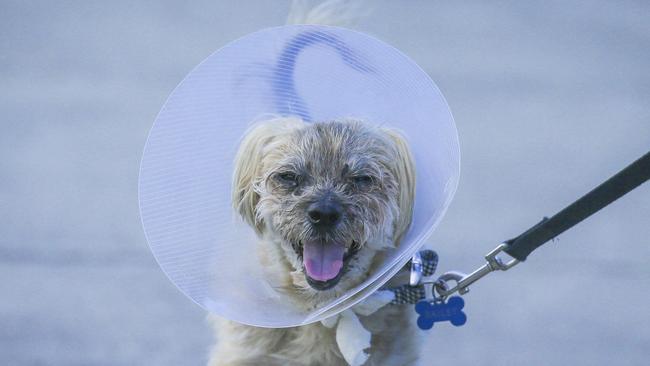 Mags Bowens Havanese , ÃBailyÃ was attacked and savaged by 2 larger , unleashed dogs in Pimpama.Picture: Glenn Campbell