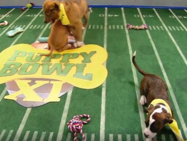The game looked like a bit of a dog’s breakfast at times.