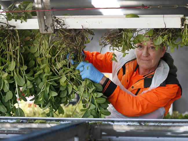 Hills Transplants, Janine Dewhurst processes mint at Don. PICTURE CHRIS KIDD