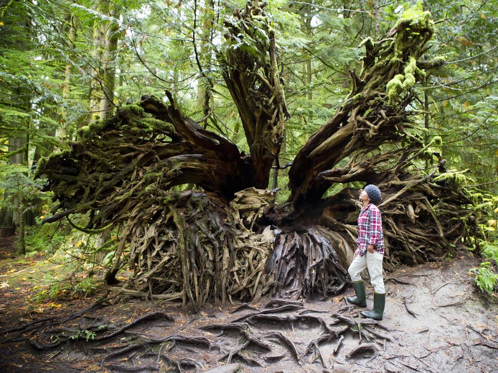 <span>11/20</span><h2>Cathedral Grove, BC</h2><p> You’ll find this endangered remnant of an ancient Douglas fir ecosystem within MacMillan Provincial Park, 175km north of Victoria (BC’s capital city) on <a href="https://www.discovervancouverisland.com/" target="_blank">Vancouver Island</a>. This biological treasure was thousands of years in the making, with some remaining trees estimated to be 800 years old, towering 75m high and nine metres in circumference. It’s just a slice of what BC’s west coast looked like before the arrival of European settlers.</p>