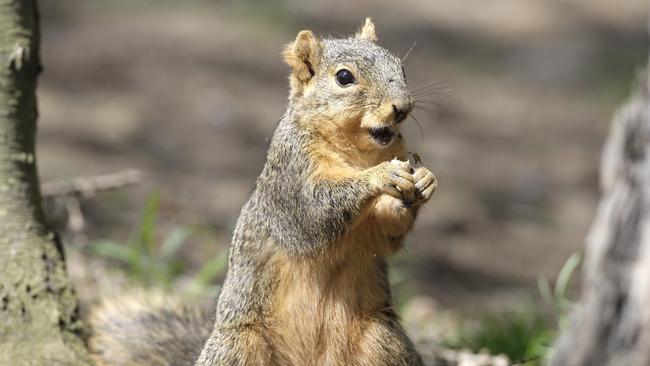 A squirrel was kicked off a flight in the US after a woman tried to board with it as her emotional support animal. Picture: AP