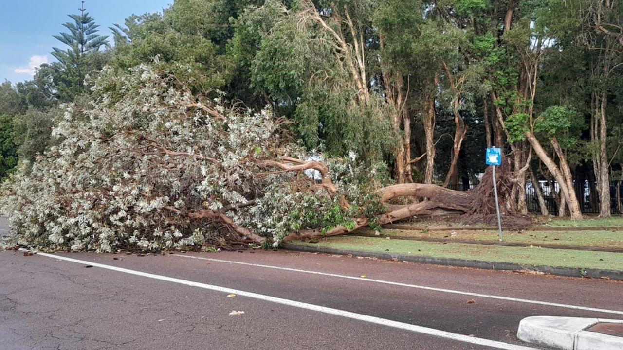 One Central Coast resident shared an image of large tree uprooted at the entrance of Toowoon Bay Holiday Park. Picture: Facebook