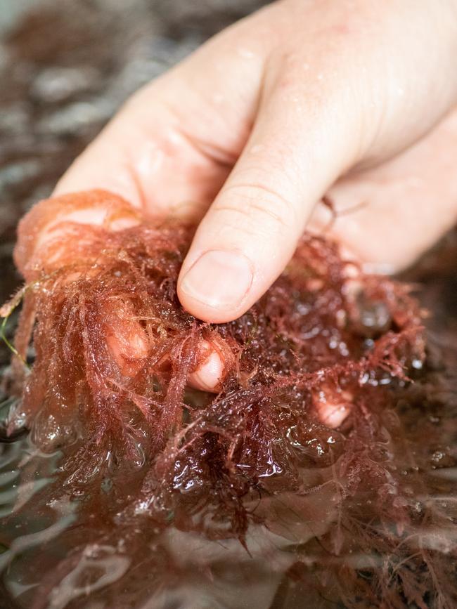 Asparagopsis is the miracle red seaweed that CSIRO discovered could naturally cut the amount of damaging methane gas emitted by cattle by 80-95 per cent.