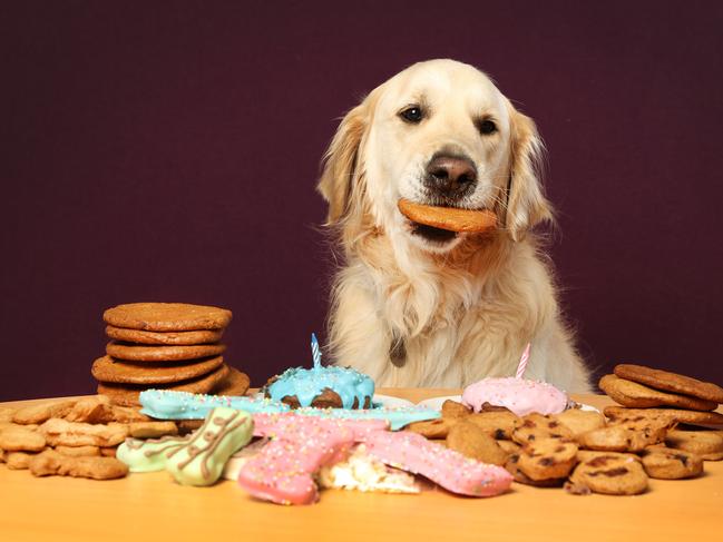 Alice Needham and partner Philip Chaplin owners of Wagalot with their golden retriever Cliffy enjoying some of the diverse treats they make for dogs. Picture: David Caird