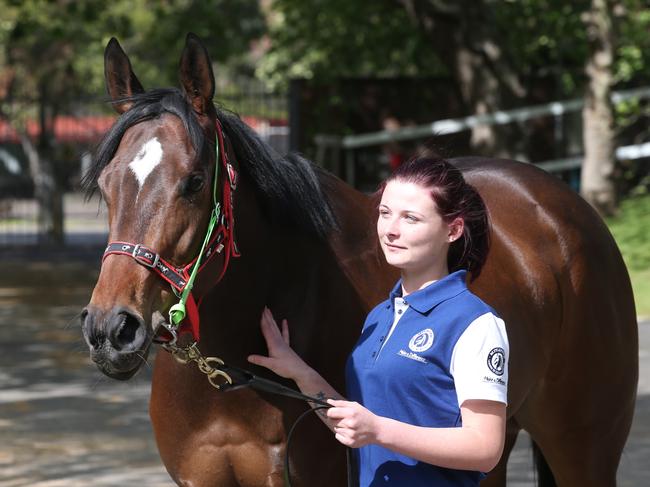 Pic of strapper Madison Smetheram holding racehorse Sold for song trained by Kevin Kemp at Rosehill racecourse this morning