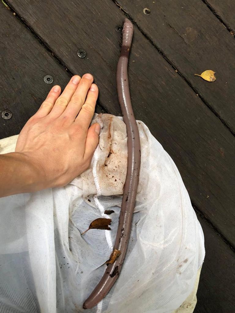 australian earthworm glowing