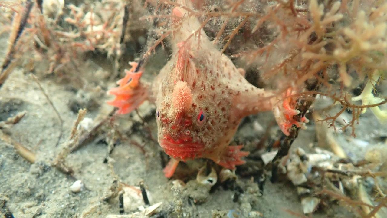 Red handfish deaths recorded as specimens released back into wild | The ...