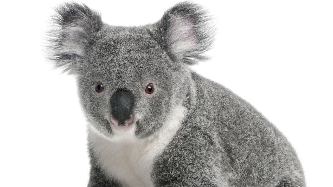 J Dobson Road Morayfield tree clearing angers koala rescuers