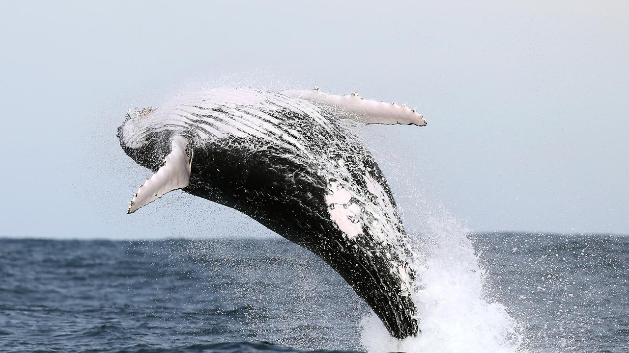 The two men were in a boat when a whale reportedly struck the vessel on Tuesday night. Picture: NCA NewsWire / Peter Lorimer.