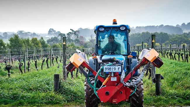 Viticulturalist Lucas Blanck of Quealy on Victoria’s Mornington Peninsula.