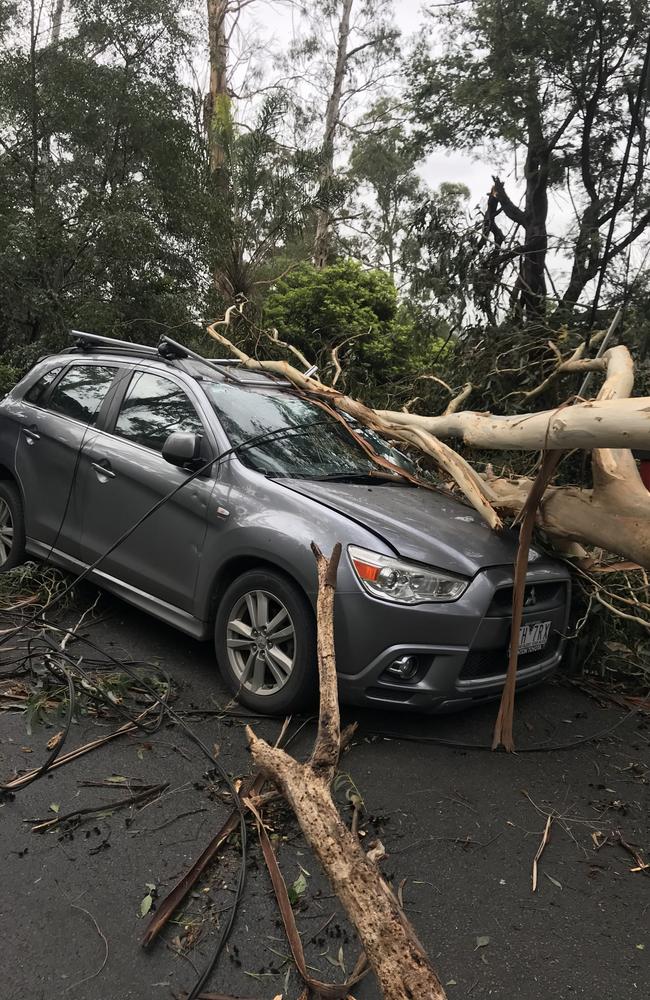 A car is crushed by a fallen tree on Kaola St, Belgrave. Picture: Sharon McGowan