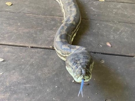 One of the two massive carpet snakes that made a home in David Tait's ceiling.