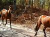 Rangers declare K’gari brumby free, with no sightings in 5 years