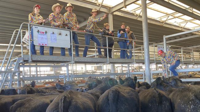 Action at the Wodonga store cattle sale where shirts were the bright point of the sale.