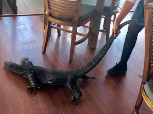 French woman Samia Lila, 25, drags a goanna out of a restaurant. Picture: Supplied